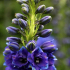 Květiny delphinium: pravidla pro výsadbu v zemi, způsoby reprodukce, vlastnosti péče a zalévání, léčba nemocí, dekorativní vlastnosti